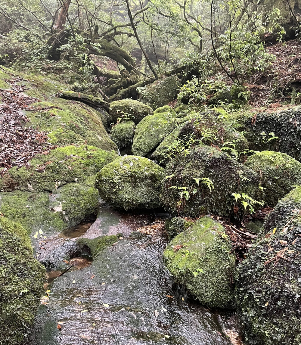 苔の森